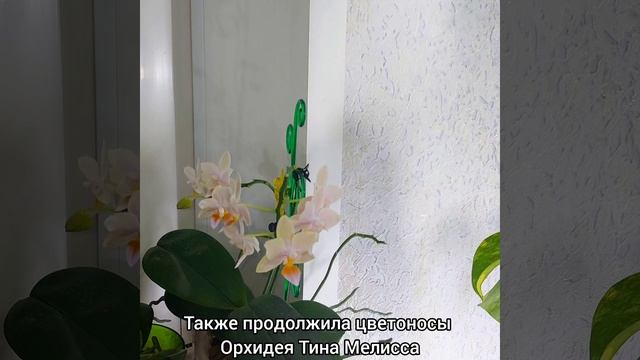 Начинается орхидейное волшебство?Зацветает Легато?Снова в цветах Тина Мелисса? #орхидеи #shorts смотреть онлайн