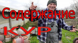 Условия содержания кур зимой. Ответы на вопросы.