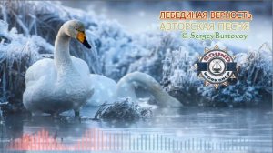 Лебединая верность | Авторская песня "Лебединая верность" (© Sergey Burtovoy)