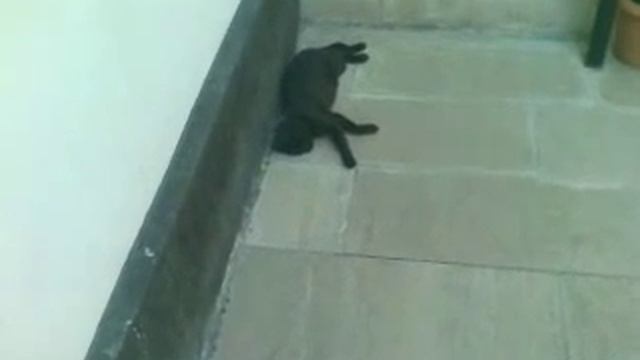 страх кошки смотреть онлайн