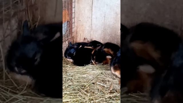 Огнено чёрные кролики смотреть онлайн