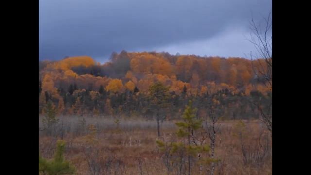 Томская тайга. Первое знакомство. смотреть онлайн