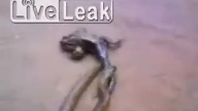 Бразильская борьба смотреть онлайн