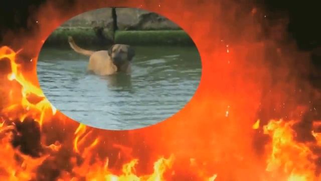 САМЫЕ ОПАСНЫЕ ПОРОДЫ СОБАК. ТОП 10 САМЫХ ОПАСНЫХ ПОРОД СОБАК В МИРЕ. № 2 ТОСА-ИНУ смотреть онлайн