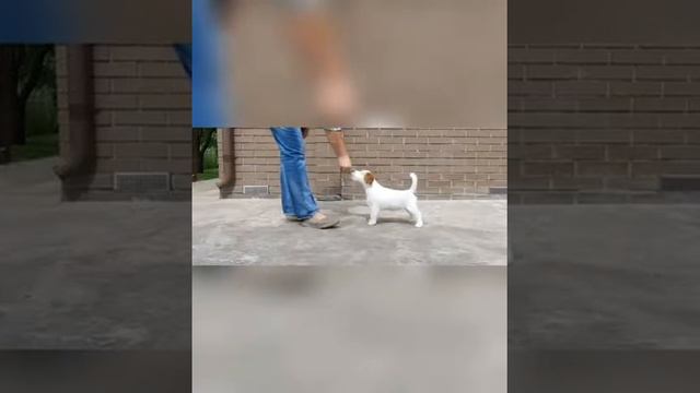 Обучение командам щенка Джек Рассела смотреть онлайн