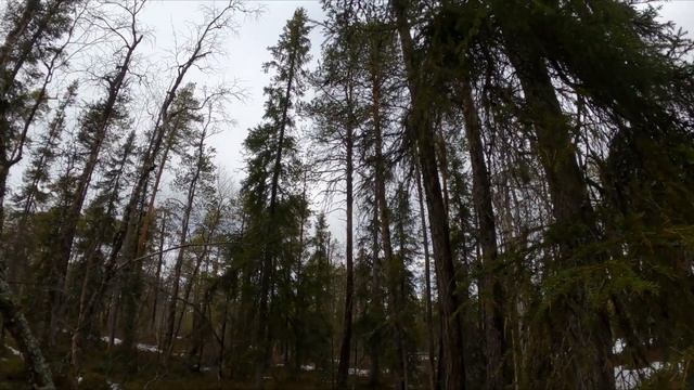 Пока только Лоси - Медведю Приготовиться !!! смотреть онлайн