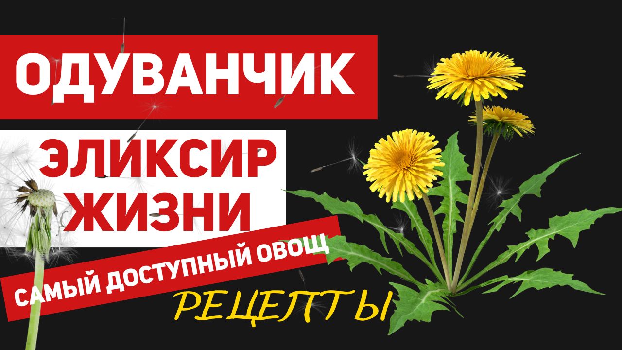 Одуванчик – дикорастущий овощ, о котором мы забыли: польза, рецепты