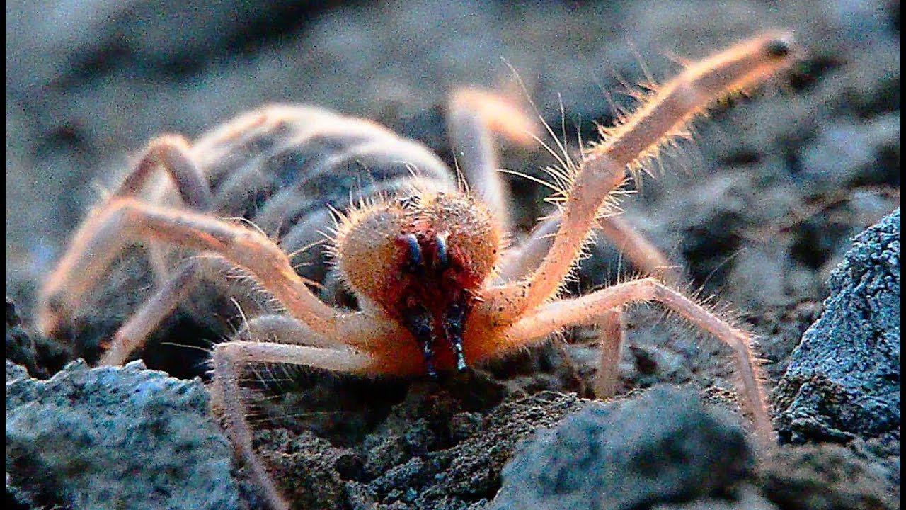Обыкновенная Сольпуга. Фаланга (Galeodes araneoides) смотреть онлайн