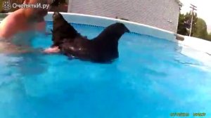 Умеет ли курица плавать? Вот ответ