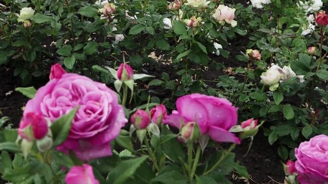 Обзор и описание розы Кармен Вюрт -Carmen Wurth (Kordes Германия, 2018) смотреть онлайн