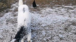 Каких животных держать выгоднее. Опыт нашего хозяйства.