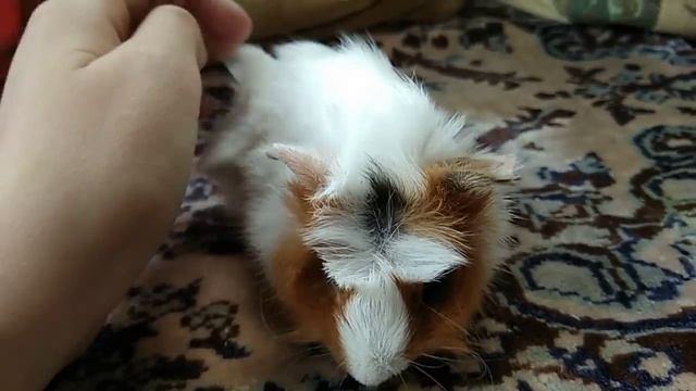 ОСНОВНОЙ КОРМ | ПИТАНИЕ МОРСКИХ СВИНОК | Аnimal World