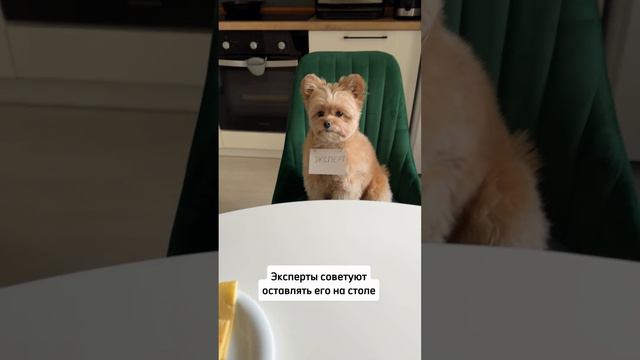 Собака и сыр смотреть онлайн