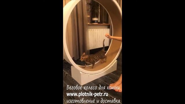 Беговое колесо для кошек, открытое 130 см. Кототрек-тренажер. смотреть онлайн