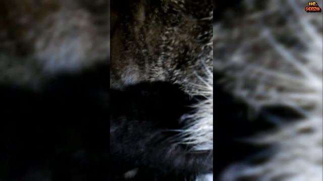 Черный котенок играет с кошкой мамой | Cat and a black kitten смотреть онлайн
