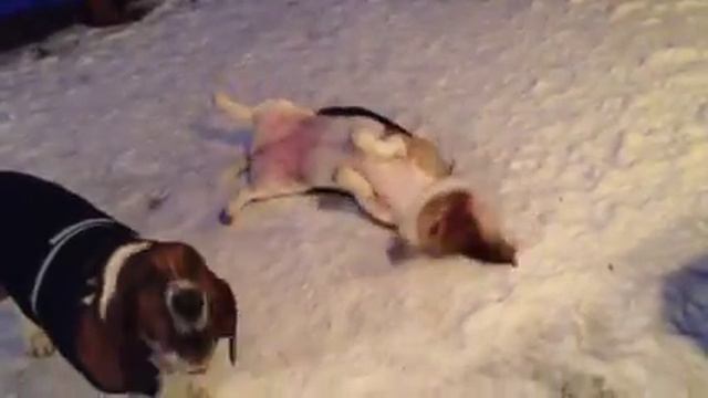 Petunia Rolling In The Snow