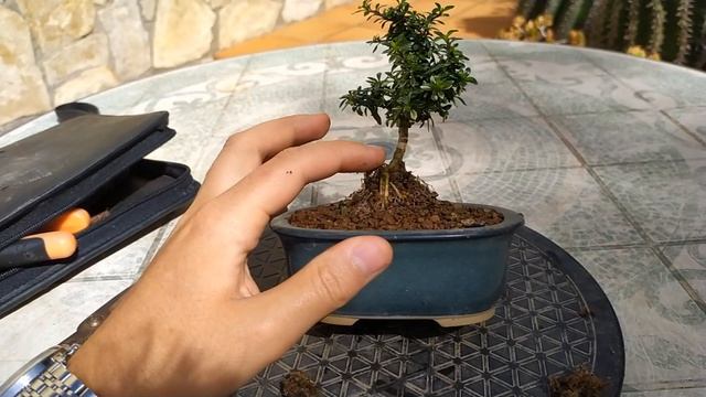 Бонсай из сериссы(Serissa Foetida) в стиле "обнимая камень"(Sekijoju) , посаженной на пирамиду Майя смотреть онлайн