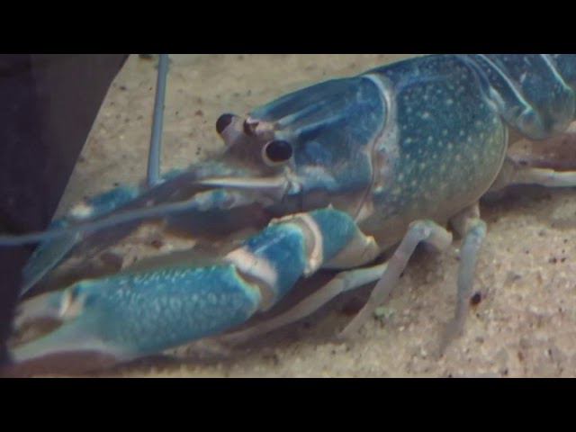 Рак-херакс красноклешневый (синий) смотреть онлайн