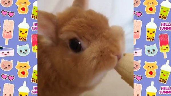 СМЕШНАЯ ОЗВУЧКА КРОЛИКИ смешные животные ВИДЕО ПРО КРОЛИКОВ