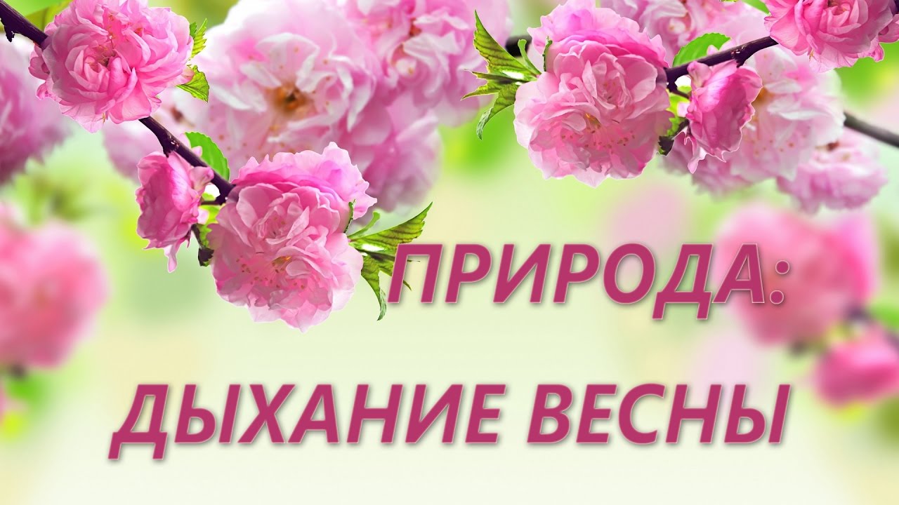 Природа: дыхание весны. Spring nature смотреть онлайн