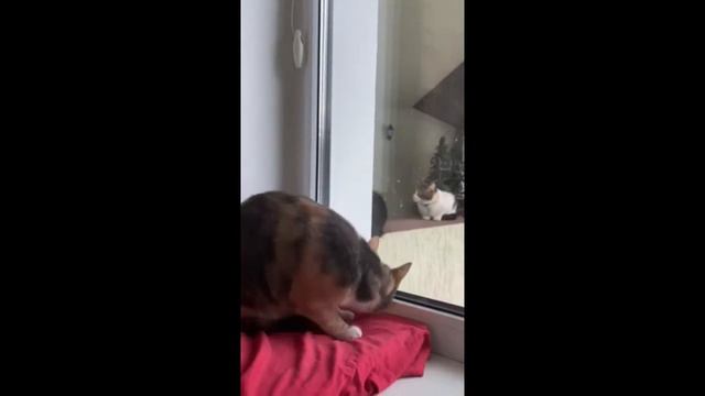 Весна пришла рано! Пойдем, Мурка, на сеновал! Ну или на крышу. смотреть онлайн