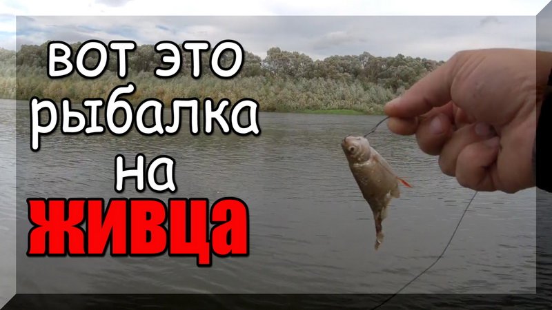 Эти щуканы не перестают удивлять. Интересные моменты с рыбалок, при ловле щуки на живца. смотреть онлайн