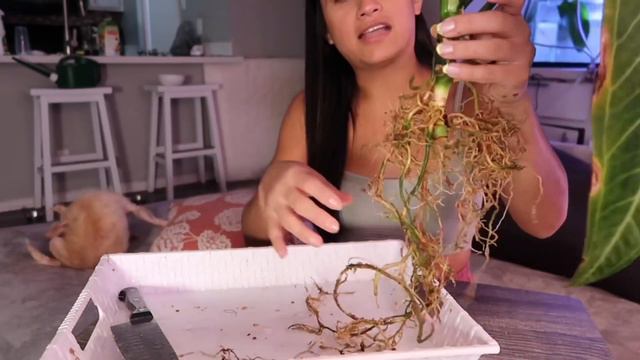 How to save your Dying Anthuriums! Repot with me and Queen Anthurium Propagation! смотреть онлайн