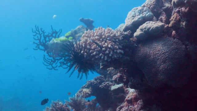 Coral Reef Adventure | Part 2/3 | Relaxing Coral Reefs And Jazz | смотреть онлайн