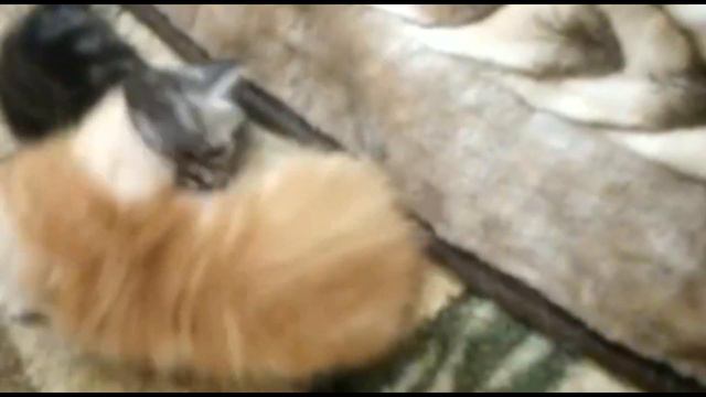 Котята милота смотреть онлайн