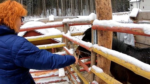 ЗИМНИЕ КАРПАТЫ 2020 церковь без гвоздей, КАРПАТСКИЙ ЗООПАРК смотреть онлайн