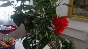 Зацвела китайская роза.Почему опадают бутоны на китайской розе.