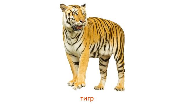 Дикие животные. Карточки Домана #1 смотреть онлайн