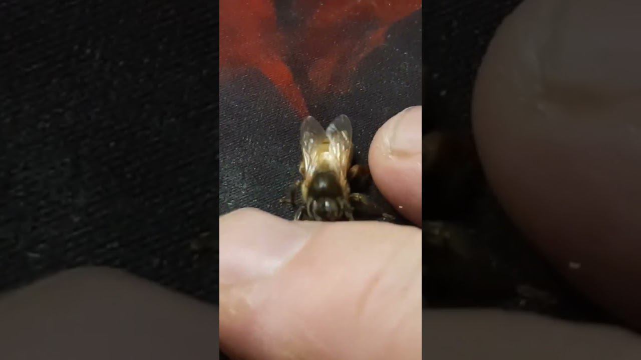 матка бакфаст