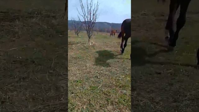 Мой повседневный день.Поездка на лошади.Паска🐇#паска #любовь #лошади #horse #fup