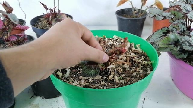 hongos en las begonias tratamiento CHUYITO JARDINERO смотреть онлайн