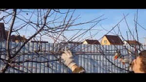 СУПЕР ЭФФЕКТИВНАЯ ВЕСЕННЯЯ ОБРЕЗКА АБРИКОСА