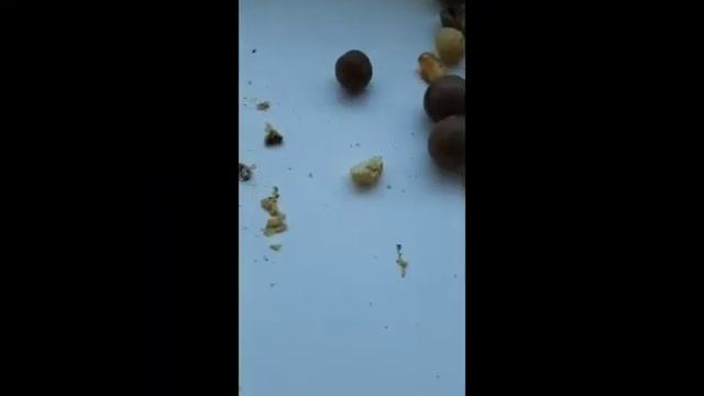 ЧЕРВИ и ЖУКИ в сладких орехах. смотреть онлайн
