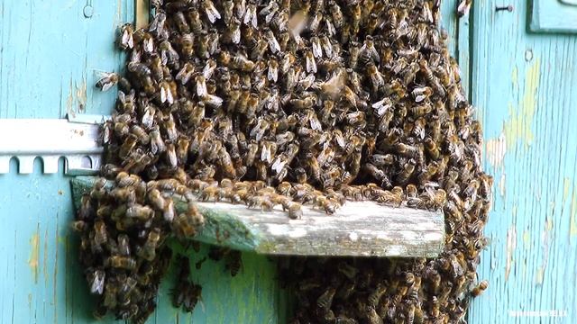 ПЧЁЛЫ в улье жужжат. Звук 2 часа смотреть онлайн