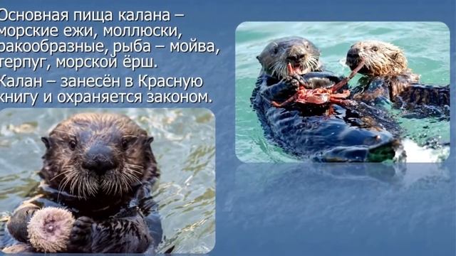 «Природа Камчатки» 1 смотреть онлайн
