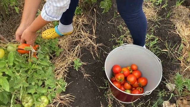 Строительство террасы продолжается. Собрали урожай томатов. Солим огурцы. Серия № 238. смотреть онлайн