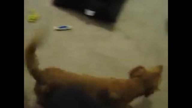 Самая быстрая такса на свете. Такса супер скорость