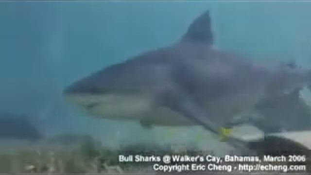 Shark Video Tiger Shark,Great Hamerhead And Bull Shark