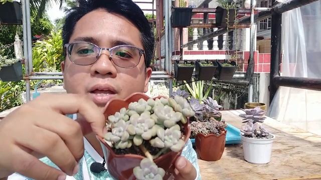 Graptopetalum Mendozae / Succulent Care Guide, Propagation & Problems смотреть онлайн