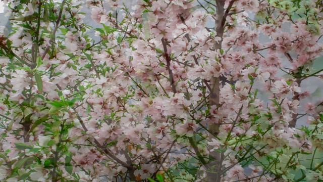 Хочу тебе покоя не давать. Анна Ахматова (слушать стихи о любви) смотреть онлайн