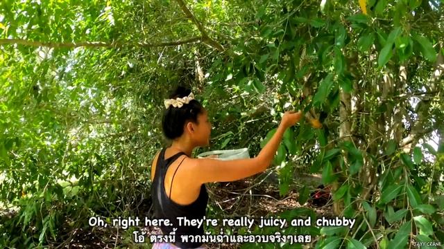 เก็บลูกหว้า,หน่อไม้ในป่า ดีใจอเมริกามีลูกหว้าด้วย(Eng/Th sub) Harvest java plum, bamboo shoots смотреть онлайн