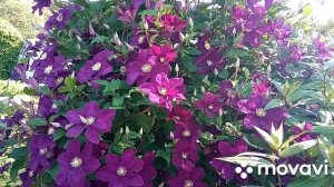 Клематис Варшавска Найк!Сажайте не бойтесь ,лиана не прихотливая!!!