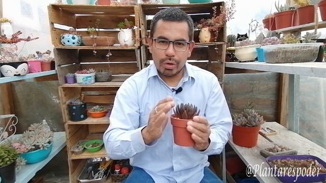 Echeveria Affinis O Black Knight, Cuidados Y Reproducción, Plantar Es Poder
