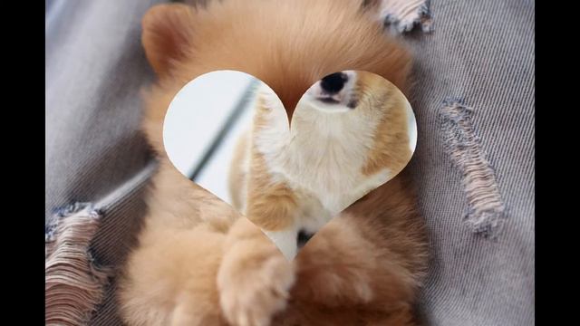 ТОП 10 милых щенков) смотреть онлайн