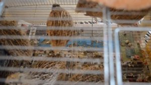 Как НЕ НАДО делать пол для перепелов. Размер ячейки. Мягкая проволока. Поперечные полосы для выката