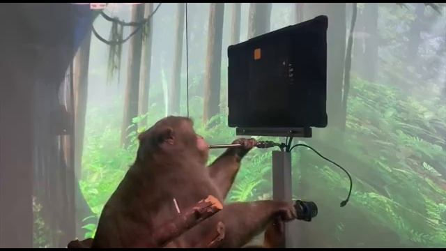 Neuralink Илона Маска вживила чип обезьяне